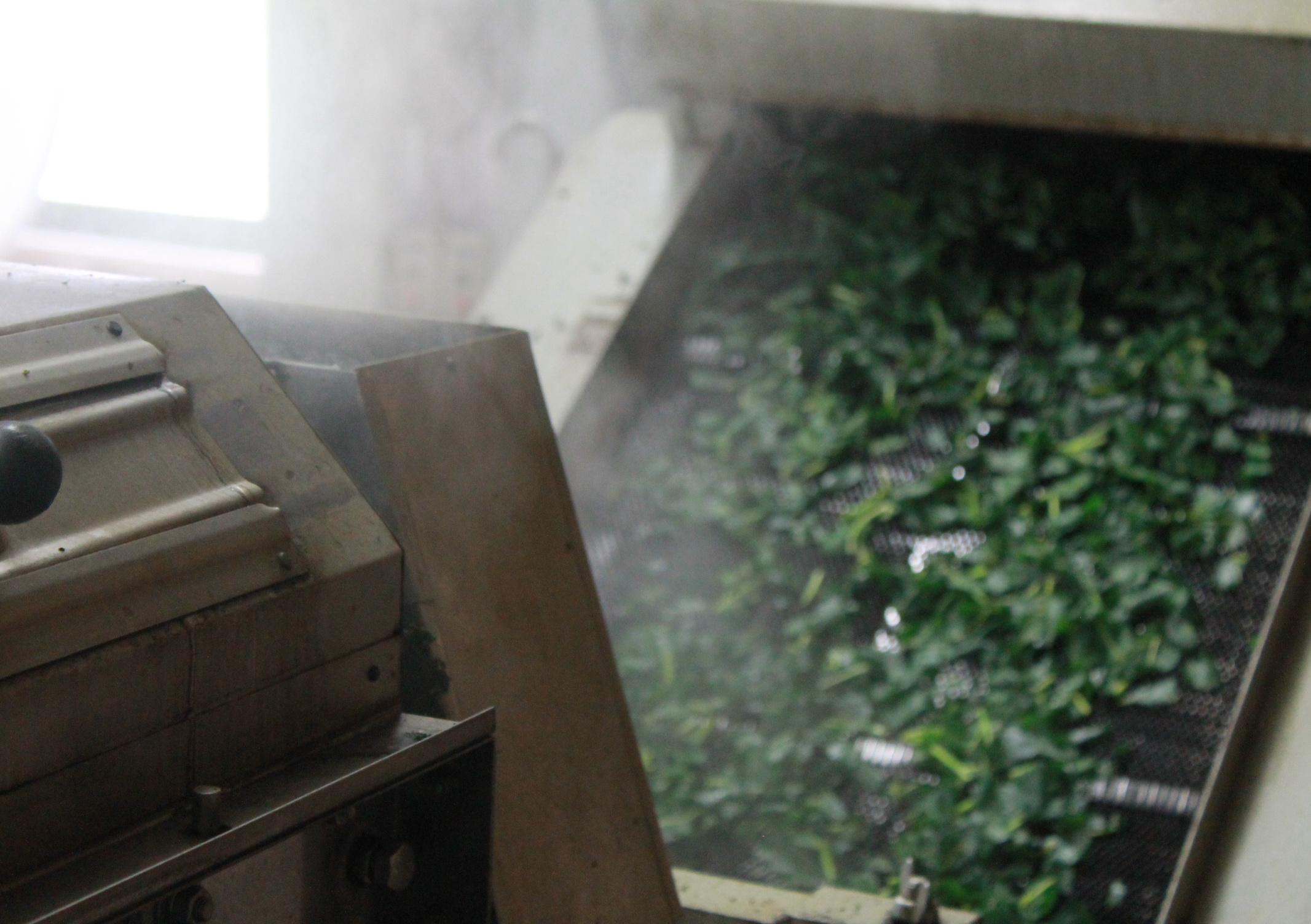 桑茶の製造、蒸し画像